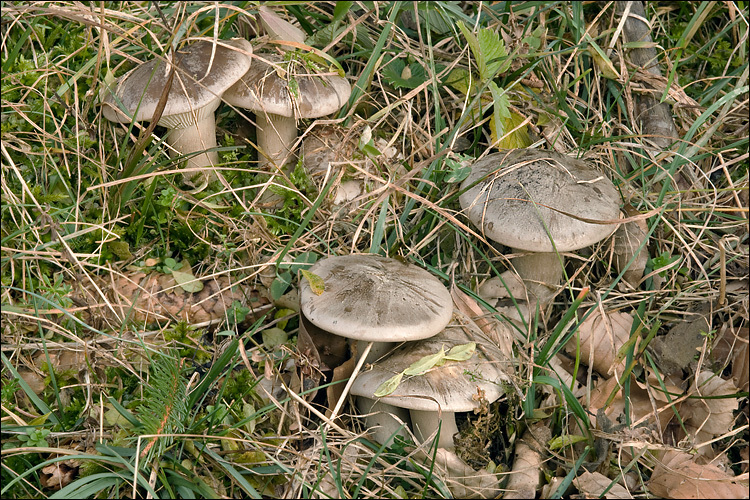 Image de Clitocybe nebularis (Batsch) P. Kumm. 1871