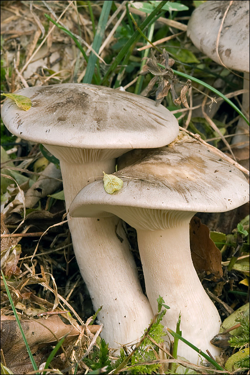 Image de Clitocybe nebularis (Batsch) P. Kumm. 1871