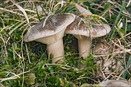 Image de Clitocybe nebularis (Batsch) P. Kumm. 1871