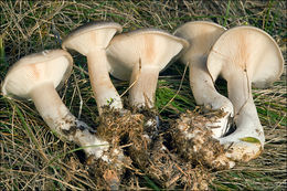 Image de Clitocybe nebularis (Batsch) P. Kumm. 1871