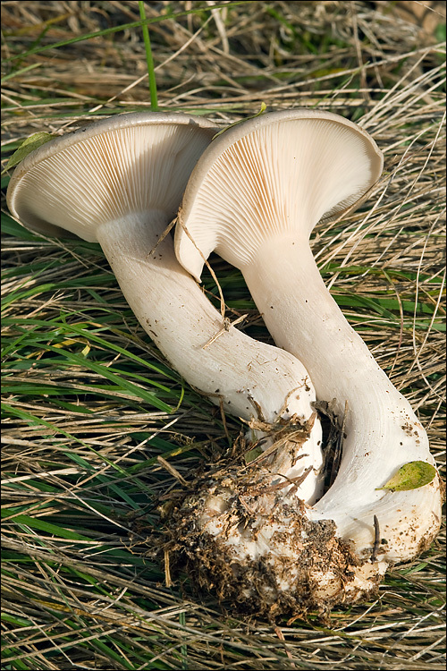 Image de Clitocybe nebularis (Batsch) P. Kumm. 1871