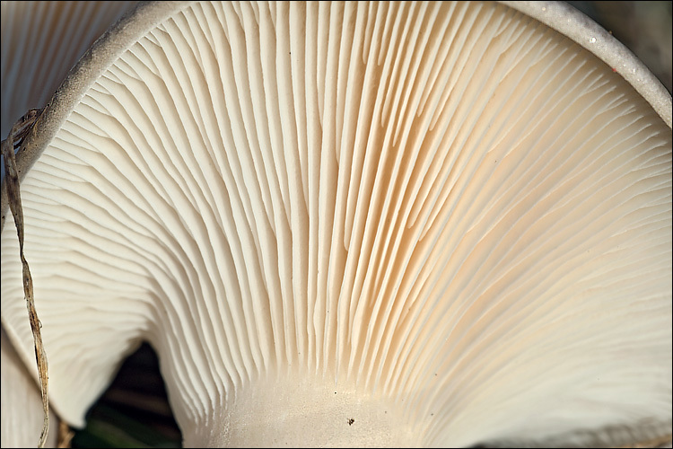 Image de Clitocybe nebularis (Batsch) P. Kumm. 1871