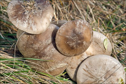 Image de Clitocybe nebularis (Batsch) P. Kumm. 1871