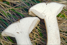 Image de Clitocybe nebularis (Batsch) P. Kumm. 1871