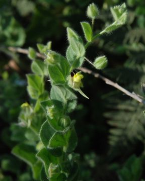 Image of blunt-leaf fluellen