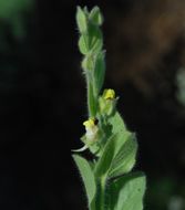 Image of blunt-leaf fluellen