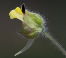 Image of blunt-leaf fluellen