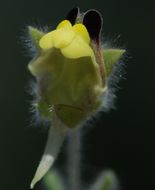 Image of blunt-leaf fluellen