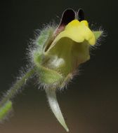 Image of blunt-leaf fluellen