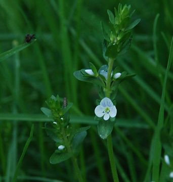 Image of brightblue speedwell