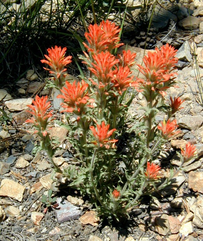 Image of wavyleaf Indian paintbrush