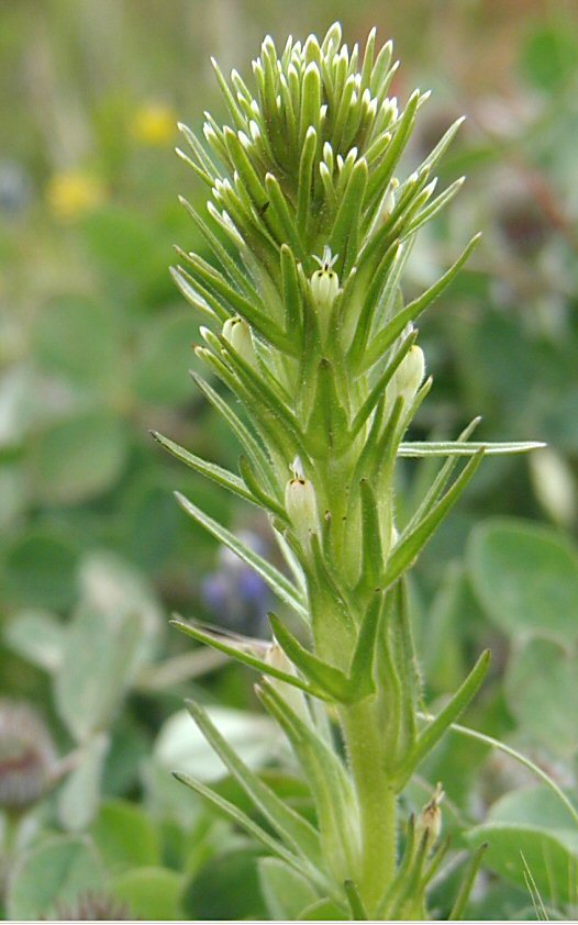 Image of attenuate Indian paintbrush