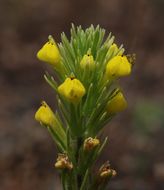 Image of cutleaf Indian paintbrush