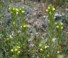 Image of cutleaf Indian paintbrush