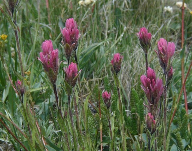 Image of Lemmon's Indian paintbrush