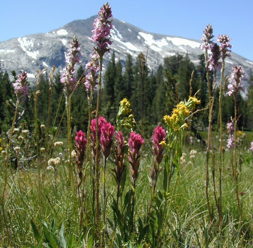 Image of Lemmon's Indian paintbrush