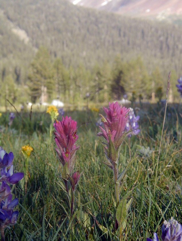 Image of Lemmon's Indian paintbrush