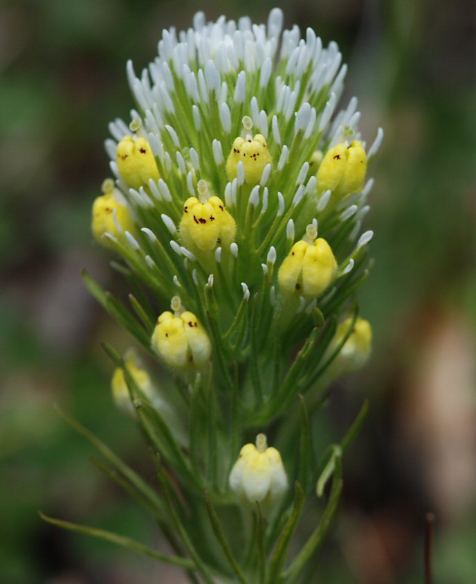 Image of Castilleja lineariloba (Benth.) T. I. Chuang & L. R. Heckard