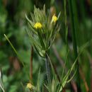 Image of hairy Indian paintbrush