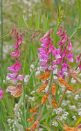 Sivun Lathyrus jepsonii Greene kuva