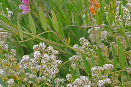 Sivun Lathyrus jepsonii Greene kuva