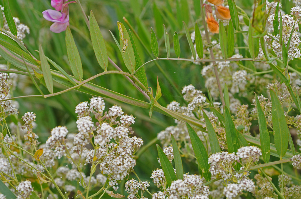 Sivun Lathyrus jepsonii Greene kuva