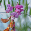 Sivun Lathyrus jepsonii Greene kuva