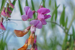 Sivun Lathyrus jepsonii Greene kuva