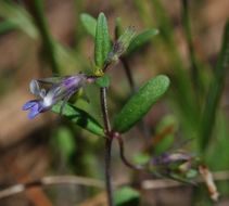 Image of maiden blue eyed Mary