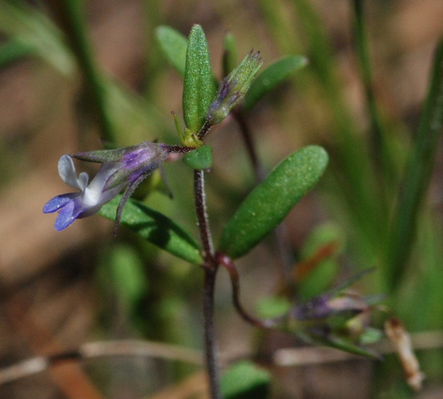 Image of maiden blue eyed Mary