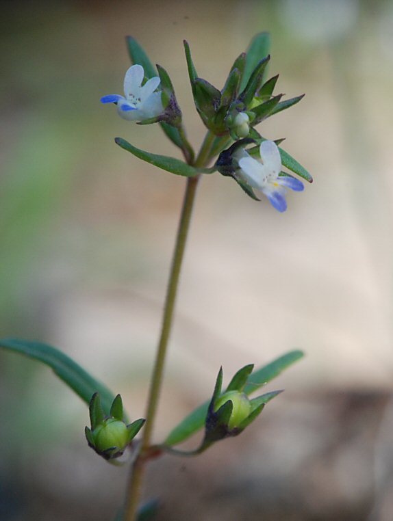 Image of maiden blue eyed Mary