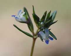 Image of maiden blue eyed Mary