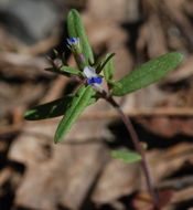 Image of maiden blue eyed Mary