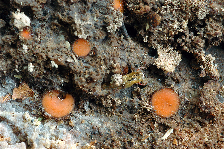 Image of Scutellinia scutellata (L.) Lambotte 1887