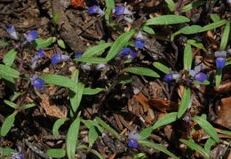 Image of Wright's blue eyed Mary