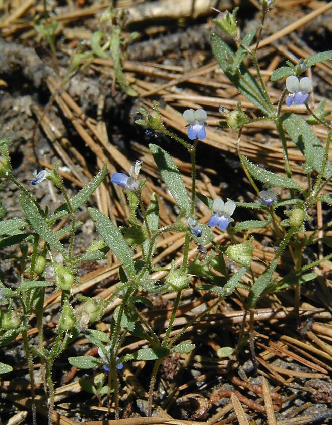 Image of Wright's blue eyed Mary