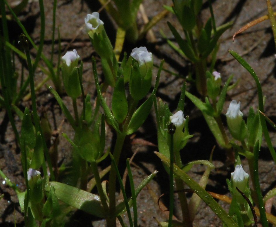 Image de Gratiola ebracteata Benth. ex A. DC.