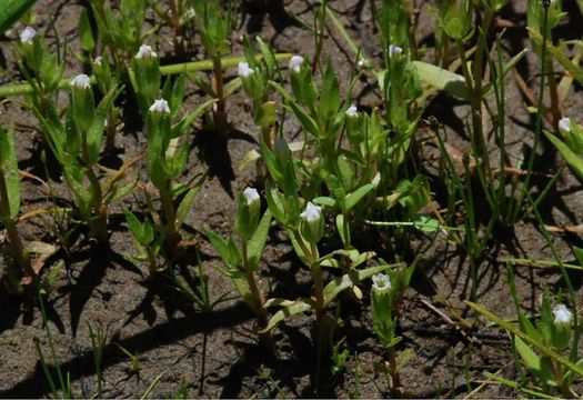 Image of bractless hedgehyssop