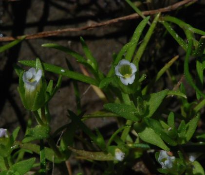 Image de Gratiola ebracteata Benth. ex A. DC.