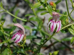 Image of bush beardtongue