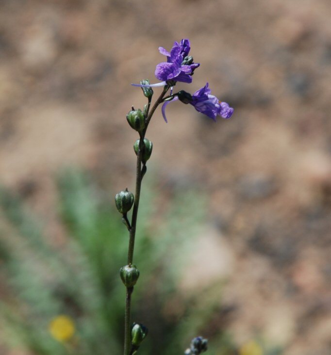 Image of Texas toadflax