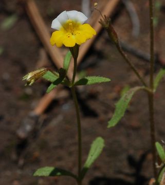 Image of <i>Mimulus bicolor</i>