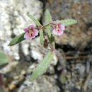 Image of <i>Mimulus breweri</i>