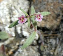 Image of <i>Mimulus breweri</i>