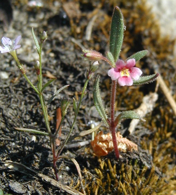 Plancia ëd <i>Mimulus breweri</i>