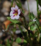 Image of <i>Mimulus breweri</i>