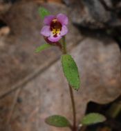 Plancia ëd <i>Mimulus breweri</i>