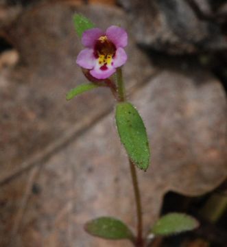 Plancia ëd <i>Mimulus breweri</i>