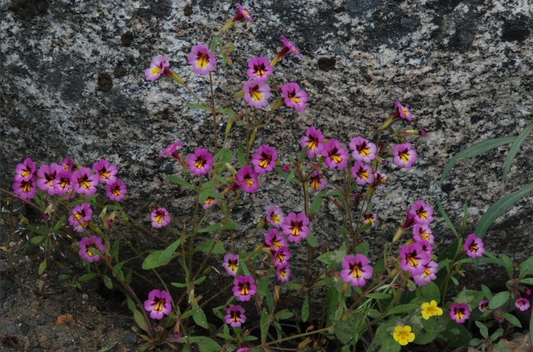 Plancia ëd <i>Mimulus filicaulis</i>