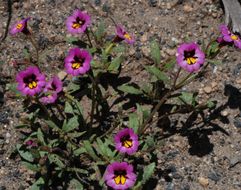 Image of <i>Mimulus filicaulis</i>